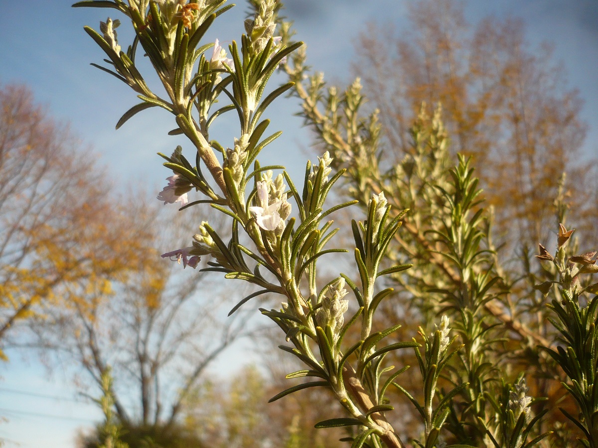 Rosmarinus officinalis subsp. officinalis (Lamiaceae)